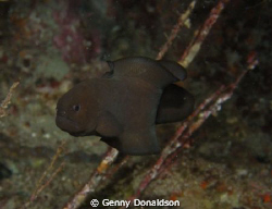 Black Brotula found under ledge in West Palm Beach, FL on... by Genny Donaldson 
